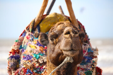 Camel portrait