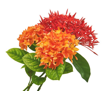 Ixora coccinea flower, Orange ixora with leaves isolated on white background, with clipping path
