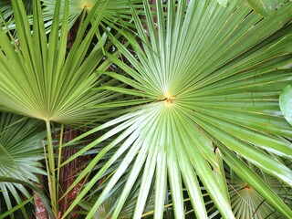 a Washingtonia Robusta palm in Cancun, Mexico, January