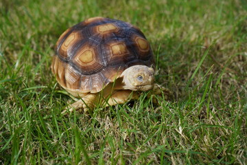 Turtle on grass (Centrochelys sulcata)