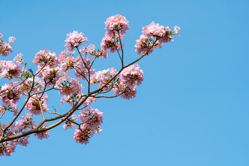 Pink trumpet tree or Tabebuia rosea with blue sky background