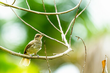Baby Brown Throated Sunbird or Anthreptes malacensis on branch