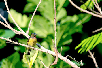 Male Brown Throated Sunbird or Anthreptes malacensis on branch