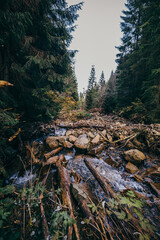 A tree in a forest a mountain