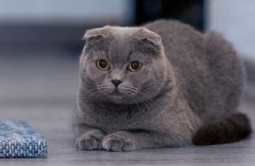 Cute scottishfold cat looking to the camera