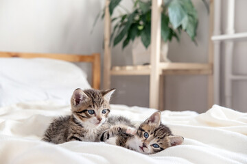 Fototapeta na wymiar Two little striped playful kittens playing together on bed at home. Looking into the camera. Healthy adorable domestic pets and cats