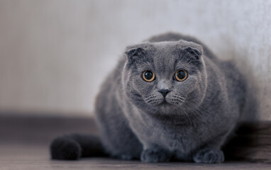 Cute scottishfold cat looking to the camera
