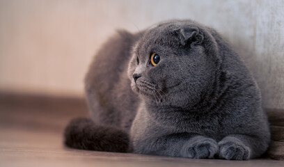 Cute scottishfold cat look to right side