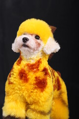 poodle dog portrait