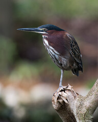 Green Heron  Stock photo. Green Heron perched on a branch displaying body, beak, head, eye, feet with a blur background in its environment and habitat. Image. Picture. Portrait.