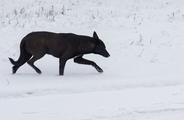 Black stray dog guarding its territory running on a fresh snow