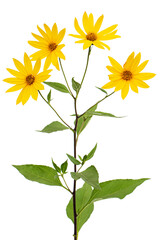 Flowers of Jerusalem Artichoke (Earth Apple), lat. Helianthus tuberosus L. or girasol, isolated on white background