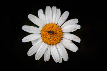 Fototapeta premium flower with black background