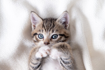 Fototapeta na wymiar Cute striped kitten lying white blanket on bed. Looking at camera. Concept of adorable little pets