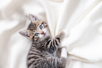 Cute striped kitten lying white blanket on bed. Looking at camera. Concept of adorable little pets © FOTO_STOCKER