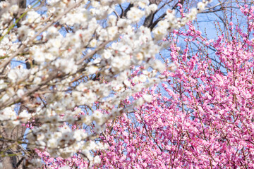 紅白の梅の花　紅梅と白梅