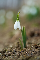 Spring snowdrop flowers