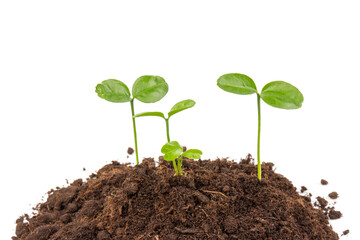 Seedlings are growing from fertile soil with a clean white background. Citrus plant.
