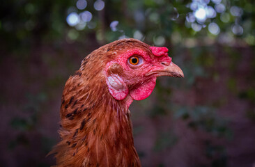 chicken
