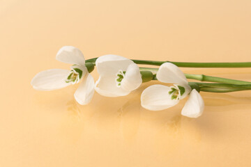 Fototapeta na wymiar Snowdrop. White springs flower on peach background in close-up with copy space.