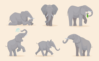 Elephant. Cute african wild animals large strong savannah elephants in various poses exact vector illustration. African elephant, wild africa mammal