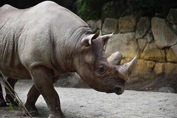 Obraz premium A rhino taking a walk