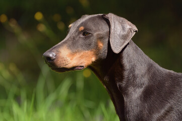 doberman dog portrait Dobermann