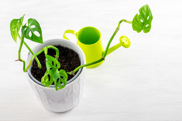 New fresh tropical home plant monstera monkey mask in ceramic pot on the white table, just planted. Spring time, home gardening, taking care of home plants concepts.