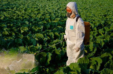 Gardener in a protective suit spray fertilizer and insecticide on huge cabbage vegetable plant