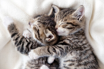 Naklejka na ściany i meble Two small striped domestic kittens sleeping hugging each other at home lying on bed white blanket funny pose. cute adorable pets cats