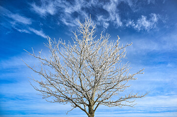 Fototapeta na wymiar tree crown with frost in silhouette blue sky