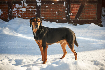 Bracke im Schnee guckt nach rechts