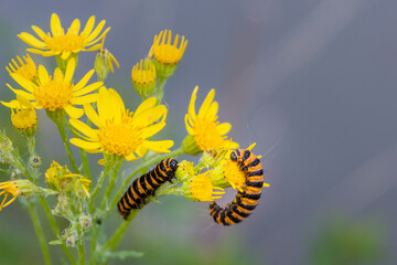 The yellow/orange and black striped caterpillars of the Cinnabar Moth, Tyria jacobaeae, feeding on the yellow flowers of the common ragwort plant Senecio jacobaea