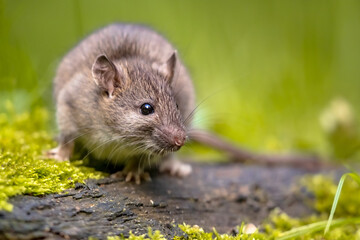 Naklejka na ściany i meble Brown rat in grass on river bank