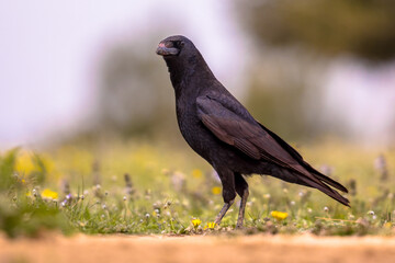 Carion crow on ground