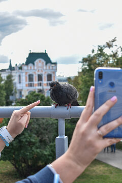 Girl takes pictures of pigeon on phone