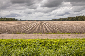 Landscape view of arable land after harvest