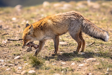 Red fox rocky environment