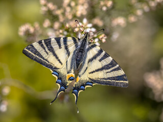 Scarce swallowtail on tree heath