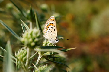 butterfly on grass