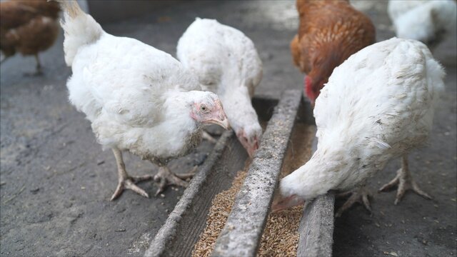 Broilers take chicken food along with chickens. Chickens eat from a feeding trough on the street. Farm chickens eat food