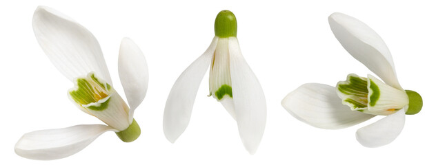 snowdrops isolated on white background. Clipping Path. collection