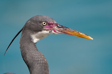 Western reef heron in a small marina along Doha's corniche road
