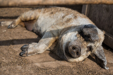 Obraz premium Pig sleeping. Exotic animal park in Dundaga, Latvia.