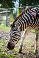 Fototapeta na wymiar Zebra. Exotic animal park in Dundaga, Latvia.
