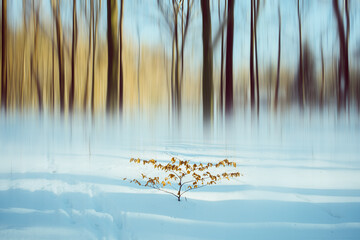 Strauch mit Blättern im Winter im Winterwald mit Bewegungsunschärfe