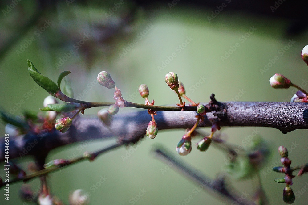 Poster a blooming fruit tree in spring.