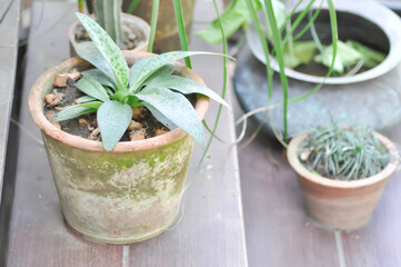 Drimiopsis botryoides Baker,  Leopard lily