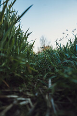 green grass on the field