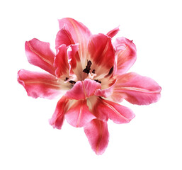 Coral tulip flower